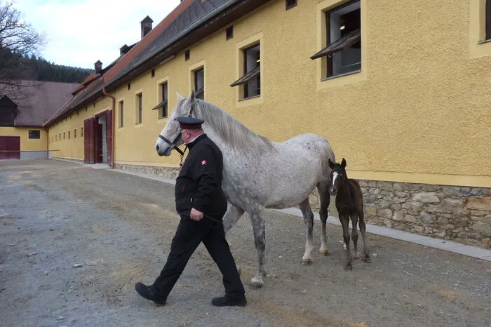Gemeinsam mit Mama Danesia machte das noch braune Fohlen, das erst in den nächsten Jahren die für Lipizzaner typische weiße Färbung annehmen wird, einen 20-minütigen Ausflug am Gestütsgelände.