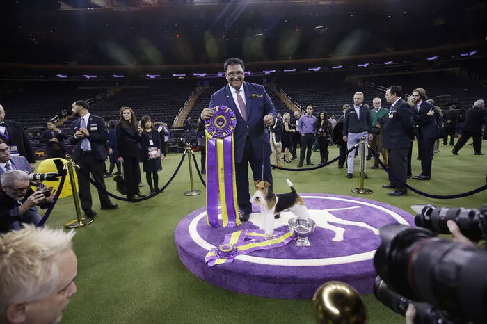  Jahr treten dabei Tausende Rassehunde gegeneinander an. Der Siegerhund der "Best in Show"-Kategorie wird in den USA regelmäßig zum Star.  