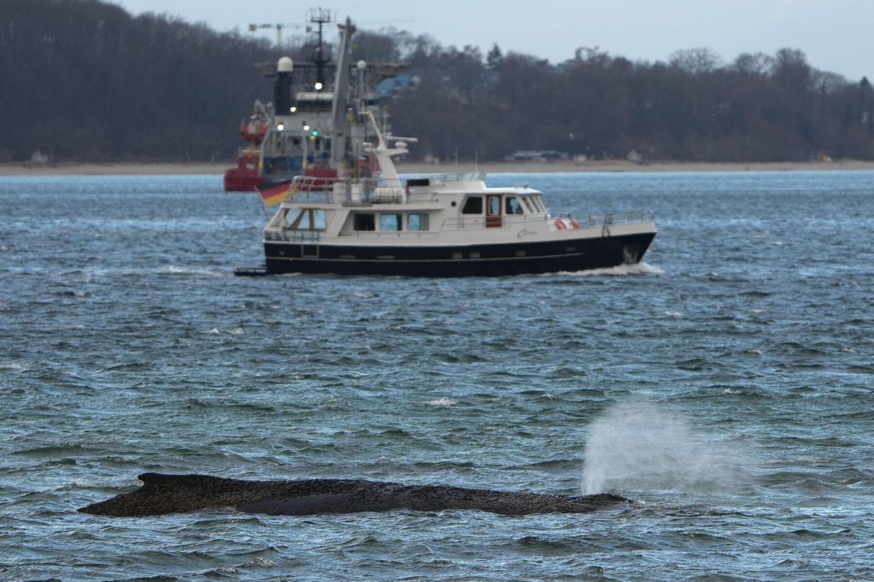 Drama in der Ostsee: Wird der Wal es in das offene Meer schaffen?