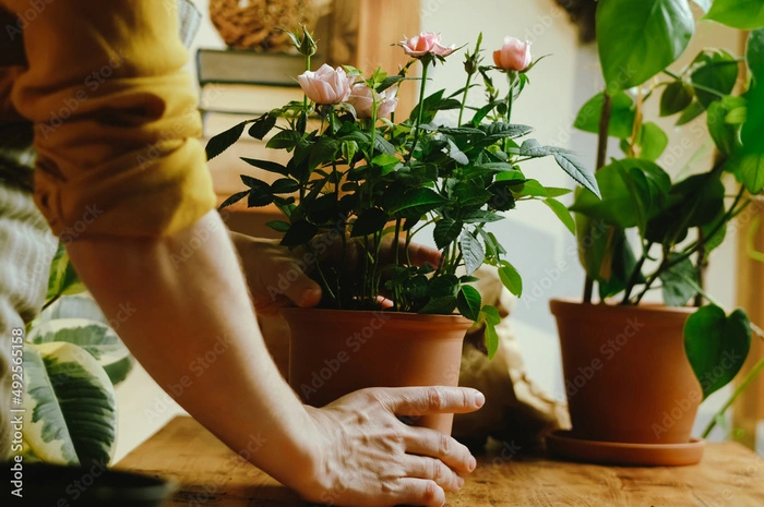 Mini-Rosen im Topf. Die ganz kleinen Rosen sind derzeit sehr gefragt. Ob als Tischdekoration oder auch als Schmuck am Balkon. Einziger Nachteil – sie sind oft nur kurzlebig, wenn man sie nicht gegen Pilzkrankheiten behandelt, denn Mehltau taucht hier rasch auf.