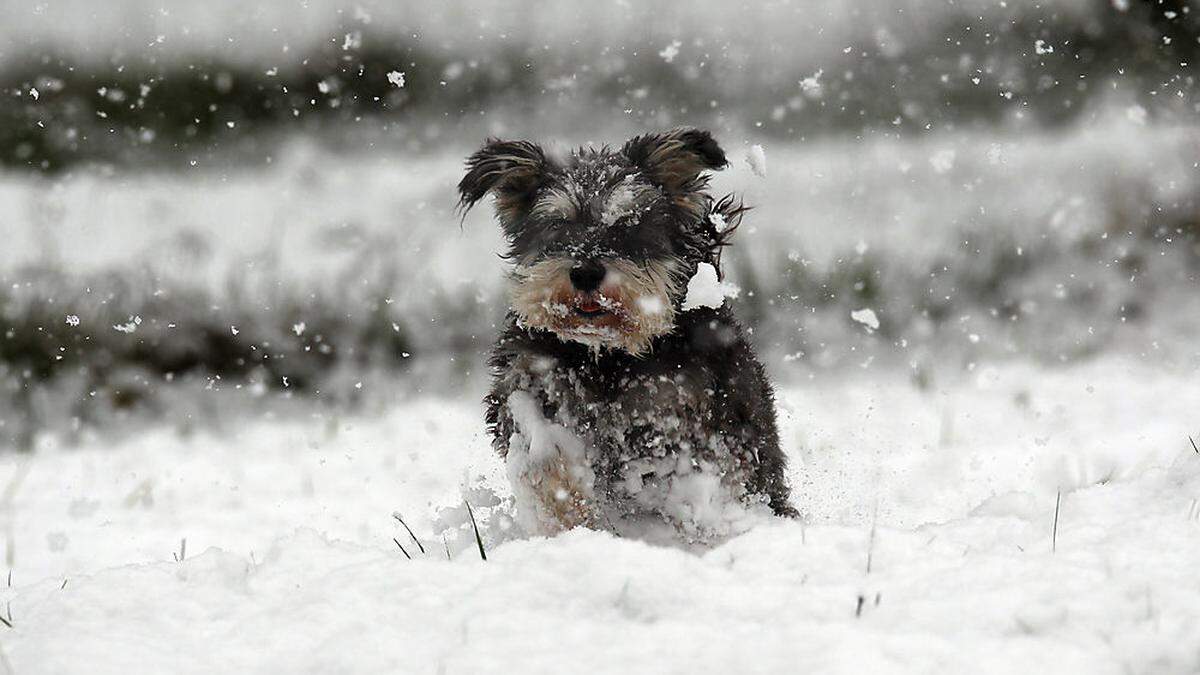 Obwohl es bewölkt ist, ein Schneespaziergang ist heute allemal ein Vergnügen