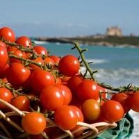 Tomaten aus Sizilien waren verkeimt