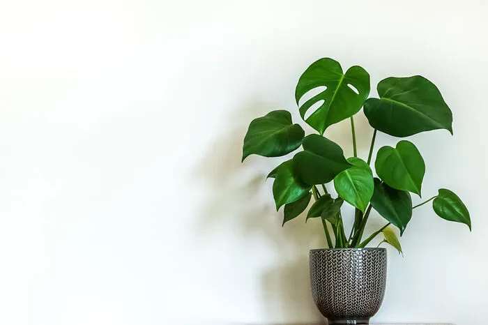 Monstera. Sie ist eine Unterart des Philodendrons, die ein neues Aufleben erfährt. Monstera-Muster zieren Tapeten und Polster. Philodendren sind meist rankend und lassen sich viel gefallen.