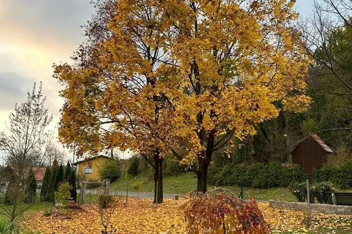 Dieser Baum in Weinburg am Saßbach verliert seine bunten Blätter