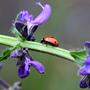 Ladybug (Fotoclub Lienz)