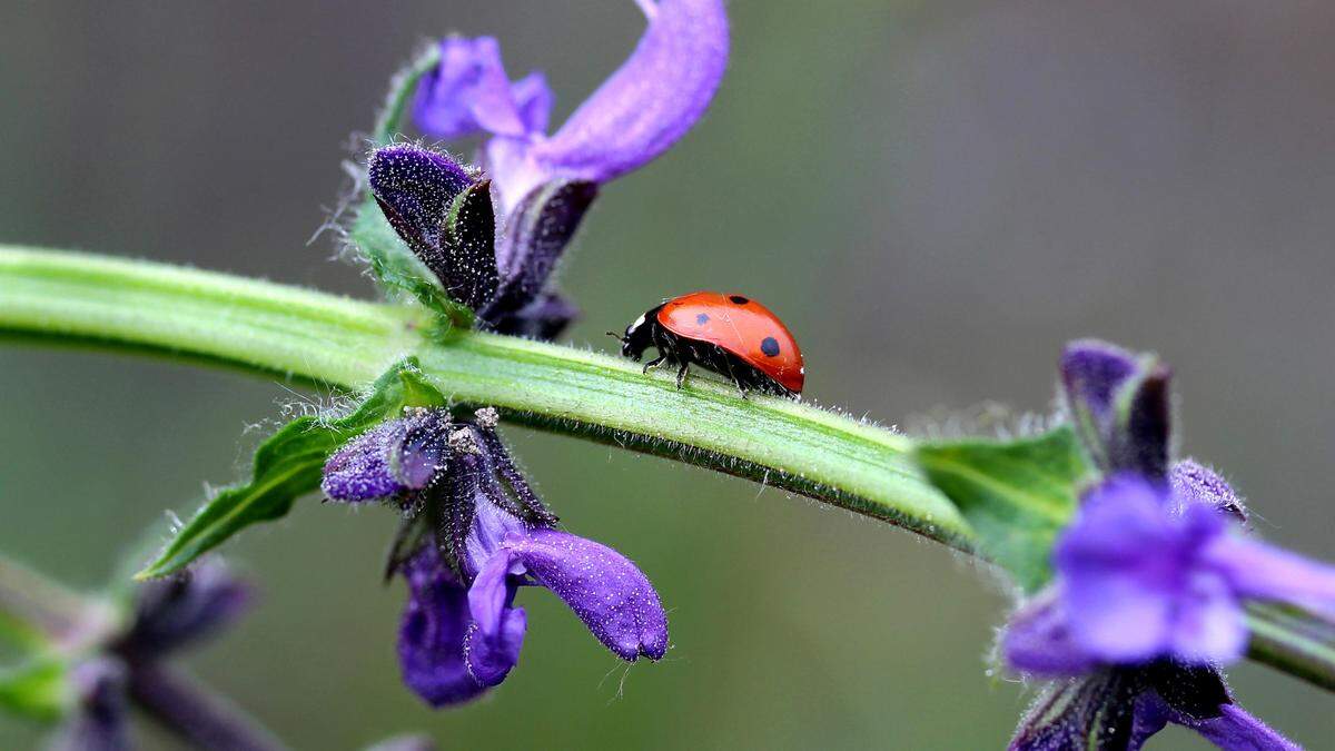 Ladybug (Fotoclub Lienz)