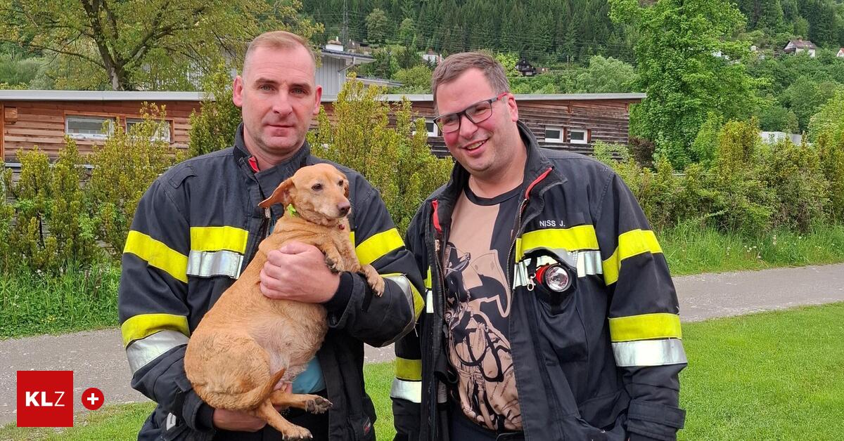 Tierrettung am Mürzufer: Feuerwehr musste verängstigte Hündin bergen