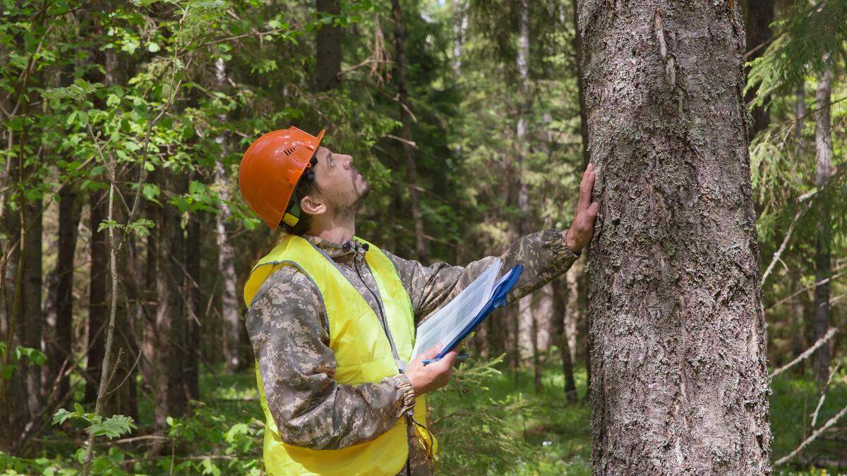 Waldbesitzer müssen in Generationen denken 