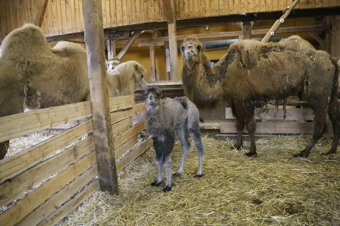 Jenny, Nala und Leyla
