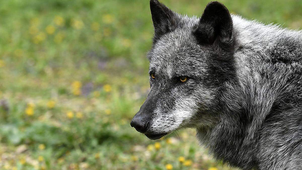 Der Amtstierarzt ist sich sicher: ein Wolf hat zugeschlagen