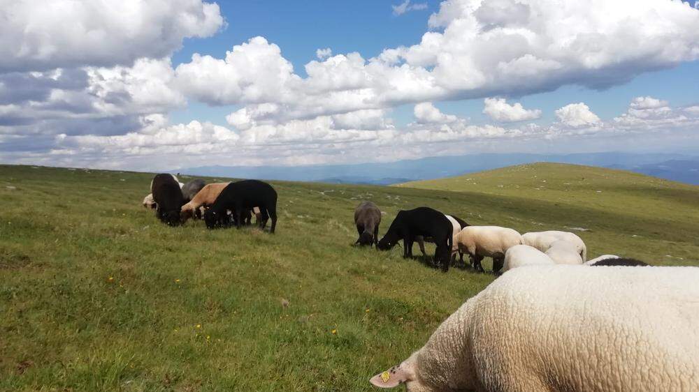 Wo Schafe fehlen, verliert die Landwirtschaftspflege eine wichtige Komponente