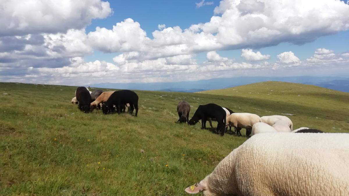 Wo Schafe fehlen, verliert die Landwirtschaftspflege eine wichtige Komponente