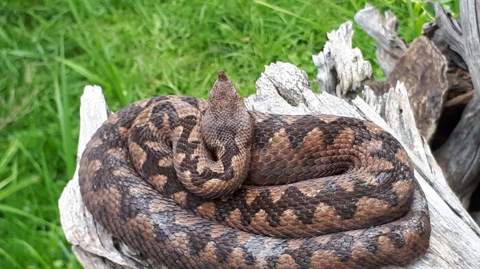 Die Hornotter gehört zur Familie der Vipern. Sie wird auch Sandviper genannt. Namensgebend für diese Schlange ist das auffällige, rund um mit kleinen Schuppen bedeckte Horn an der Schnauze.