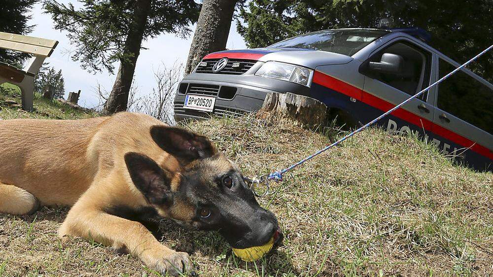 Der Polizeidiensthund war im Einsatz, erschnüffelte aber keinen Sprengstoff