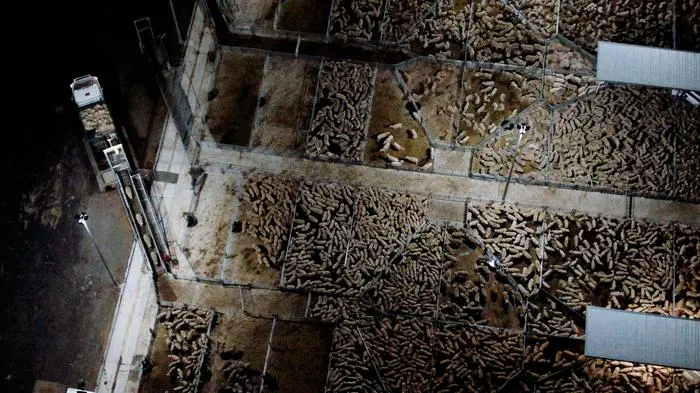 70 Millionen Schafe werden in Australien für die Wollproduktion gehalten