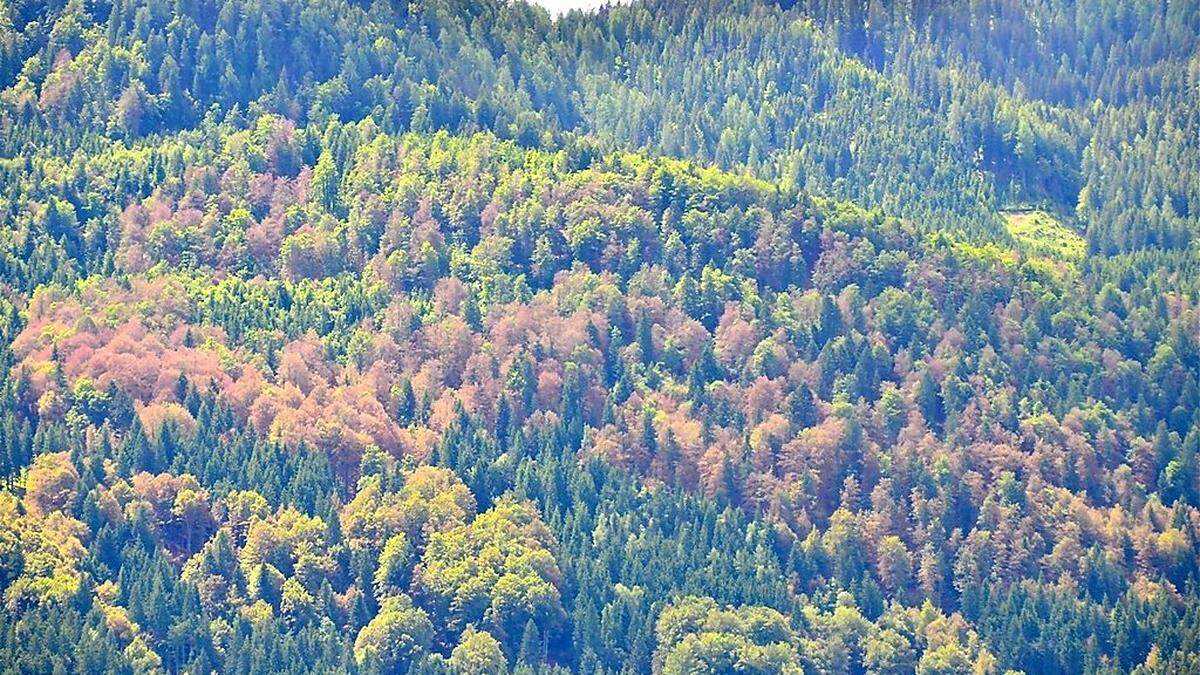 Die braunen Buchenbäume in rund 1000 Meter Seehöhe regten zur Sorge an