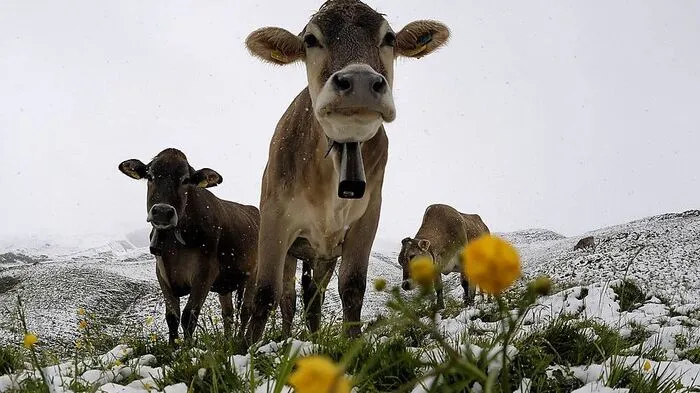 Kaltfront vom Westen bringt Schnee im Bergland