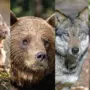 Montage: Fischotter, Braunbär, Wolf und Biber | Sie sind ihrer Natur gefolgt und haben sich 2025 mancherorts unbeliebt gemacht: Fischotter, Braunbär, Wolf und Biber