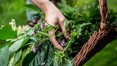 Der Kräutergarten zur Dreifaltigkeit bringt gesunde Kräuter aller Art hervor