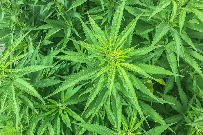 Top 8: Bei einer Hausdurchsuchung bei einem 26-Jährigen stieß die Polizei auf 41 Cannabis-Pflanzen und stellte sie sicher. Der junge Mann und sein Lieferant wurden angezeigt. Mehr dazu.   