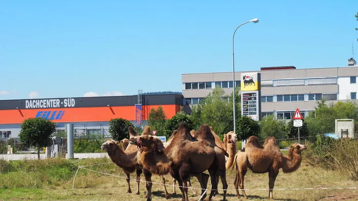 Manege frei! Der Circus Berlin gastiert nach längerer Zeit wieder einmal in Klagenfurt. Diesmal ist das Gastspiel sogar recht lange. Der Zirkus bleibt bis Anfang September. Dieses Mal hat sich der Zirkus einen ganz neuen Standort ausgesucht. Das Zirkuszelt steht in der St. Ruprechter Straße an der Ecke zum Südring neben dem neu gebauten Lidl. Um 19 Uhr beginnen die Abendvorstellungen. Außer Sonntag, wo um elf Uhr gespielt wird. Am Montag ist Ruhetag.