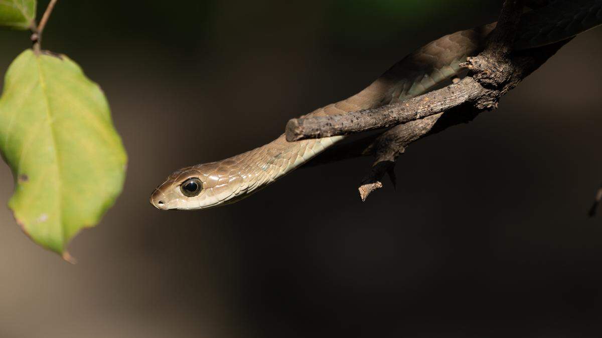 So oder so ähnlich könnte die Boomslang aus Schleswig-Holstein aussehen