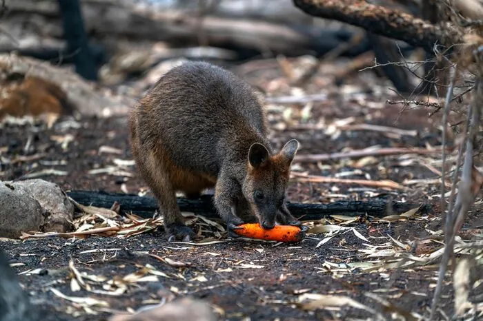 Klicken Sie sich durch die Bilder von der "Operation Rock Wallaby"!