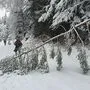 Bäume auf der Straße
