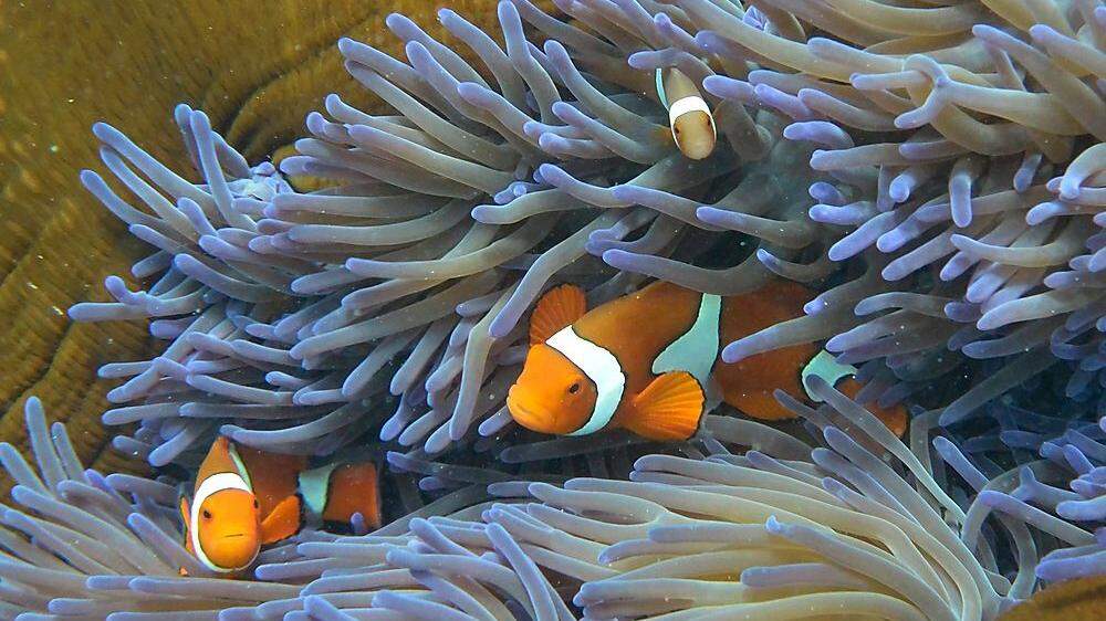 Palau will seine Korallen schützen