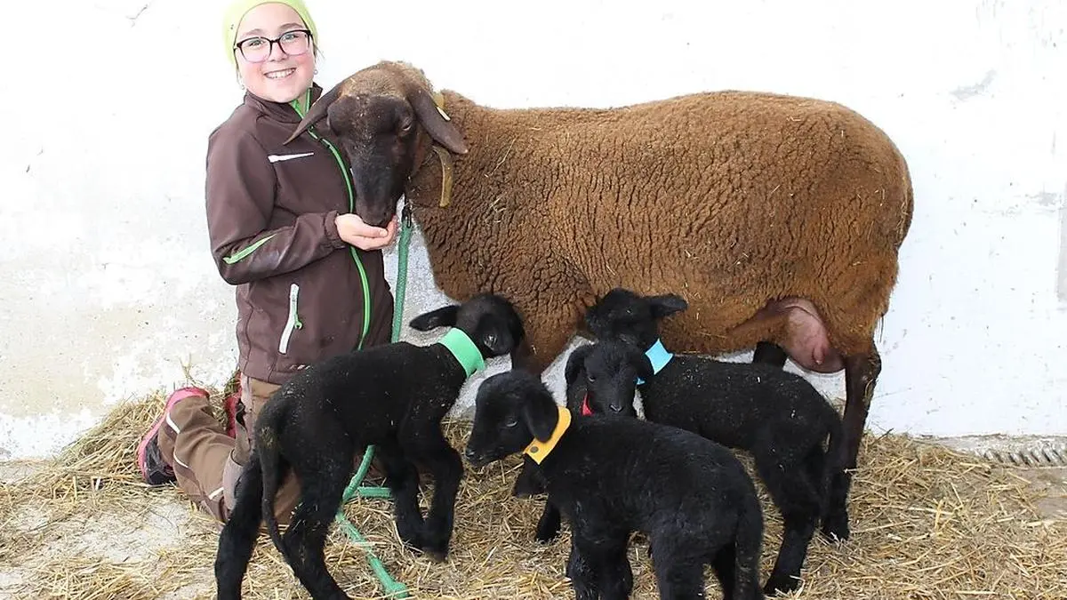 Jungbäuerin Sofie (11) freut sich über den vierfachen Nachwuchs von Juraschaf "Blume"