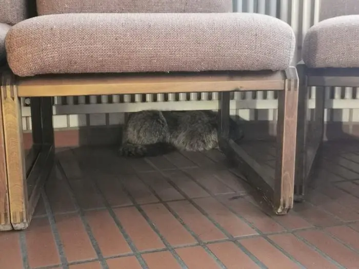 Das verschreckte Murmeltier versteckte sich unter einem Heizkörper