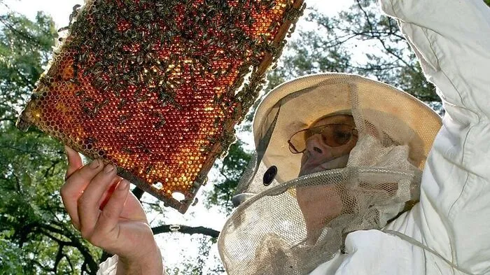 Die kranke Bienenbrut in den Waben muss bei einem Befall der amerikanischen Faulbrut vernichtet werden