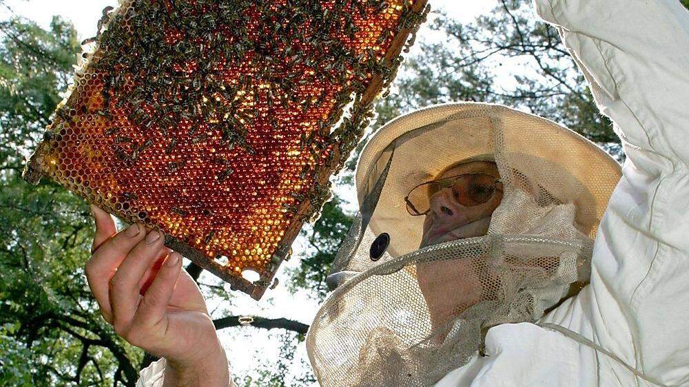 Die kranke Bienenbrut in den Waben muss bei einem Befall der amerikanischen Faulbrut vernichtet werden