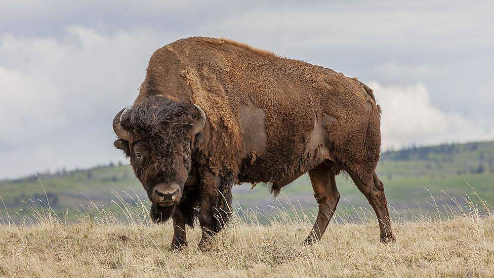 Die Bisons sollen wieder die Prärie bevölkern
