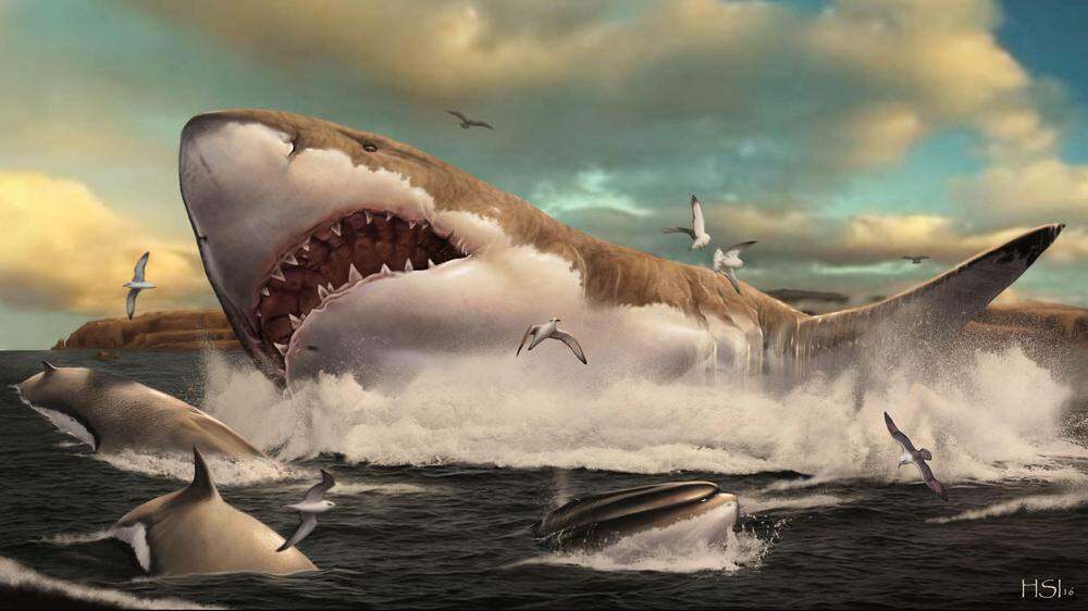 Neue Forschungsergebnisse | Der Ur-Hai Megalodon war wohl über 20 Meter lang