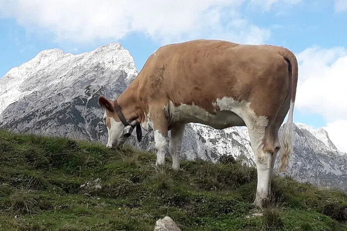"Diese Kuh genießt die letzten Wiesenkräuter auf der Waldner Alm am Karwendelgebirge, bevor es in einigen Tagen wieder abwärts ins Tal geht", so der Judenburger Franz Rauscher über sein Bild.