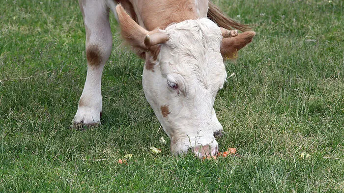 Kuh attackierte zwei Menschen auf der Alm.
