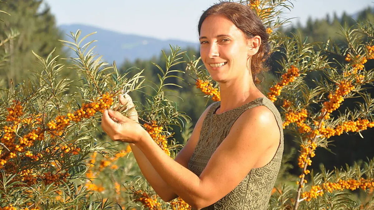 Tanja Kroisleitner beim Begutachten der Sanddorn-Beeren