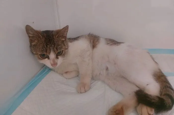 Beim Billa Nord in Wolfsberg wurde eine Katze (am Foto) gefunden. Sie hatte einen Beckenbruch erlitten. Die Katze wurde ins Wolfsberger Tierheim gebracht. Kontakt: Merianweg 10, 9400 WolfsbergTel.: (0 4352) 54 077,  www.tierschutzverein-wolfsberg.at