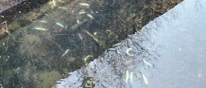 Tote Fische im flachen Wasser