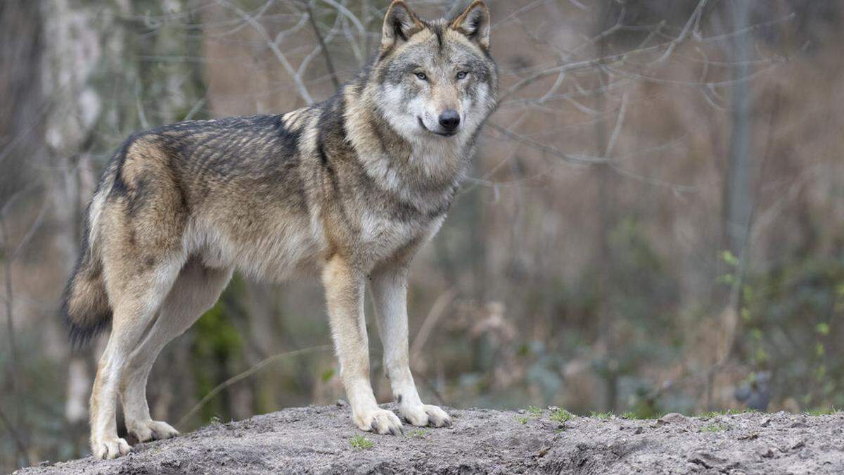 Zwei Wölfe wurden in Osttirol heuer auf legale Weise erlegt