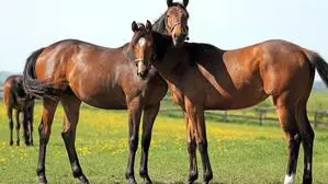 Am 11. Juli ist Welttag des Pferdes