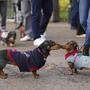 Bei den Briten gehört der Dackel zu den beliebtesten Hunderassen. Hier zwei Dackel beim britischen „Sausage Walk“. 