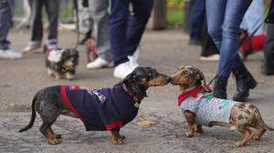 Bei den Briten gehört der Dackel zu den beliebtesten Hunderassen. Hier zwei Dackel beim britischen „Sausage Walk“. 