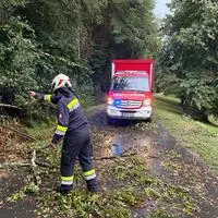 Die Feuerwehren hatten hautpsächlich umgestürzte Bäume zu entfernen (Sujetbild)