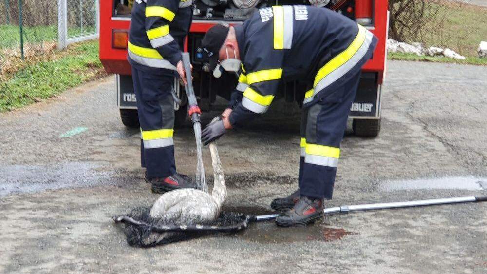 Die Kameraden der Feuerwehr Weitersfeld an der Mur wusch das Tier nach dessen Rettung