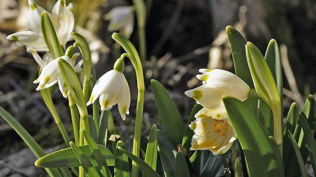 Der Frühling kommt und der Garten erwacht