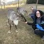 Michelle Kaufmann und Franz Friedam füttern ihre beiden Rentiere