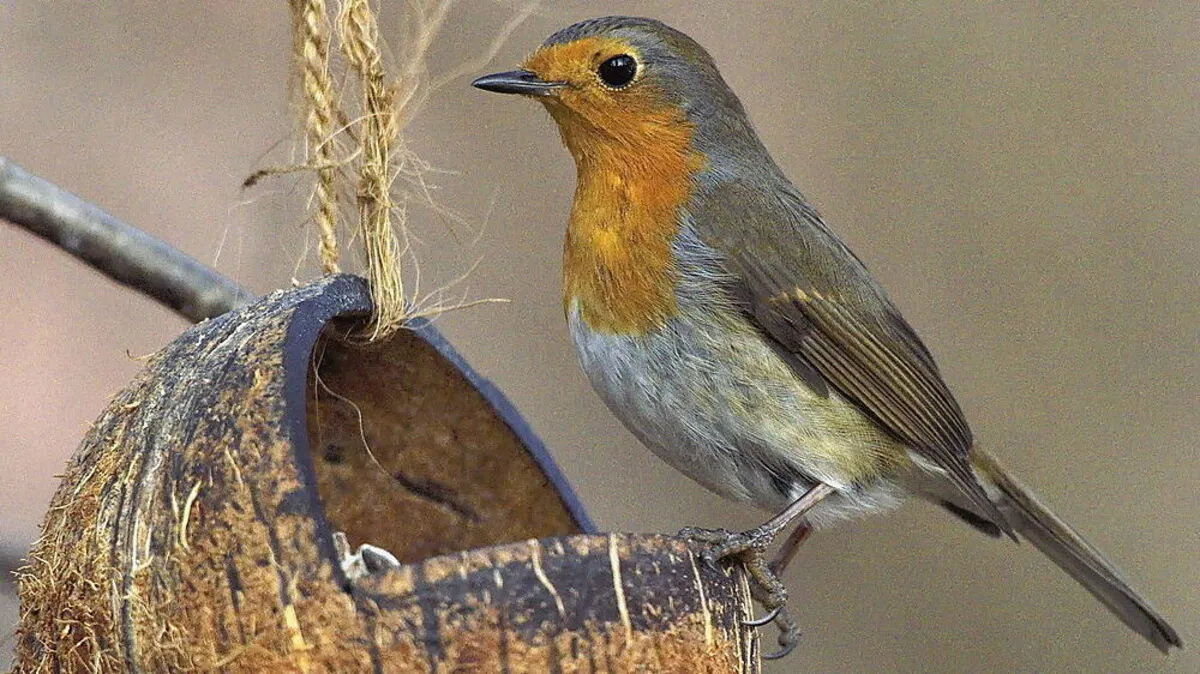 Rotkehlchen