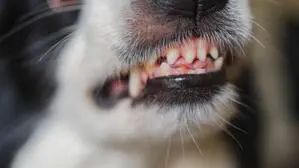 Nahaufnahme einer Hundeschnauze, die Zähne werden gezeigt